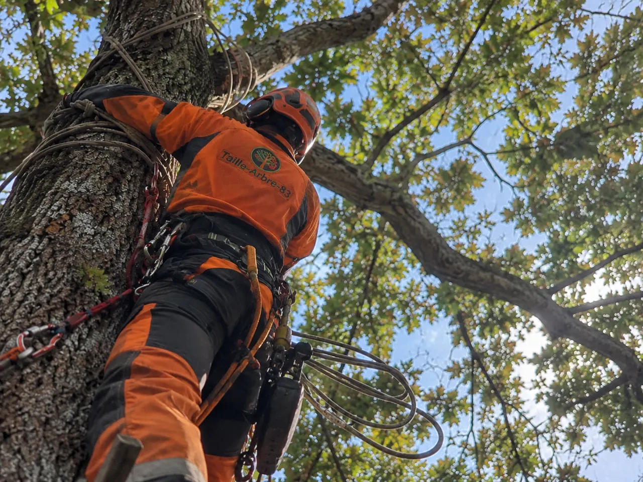 Arboriste grimpeur sur cordes taillant un pin parasol dans le Var
